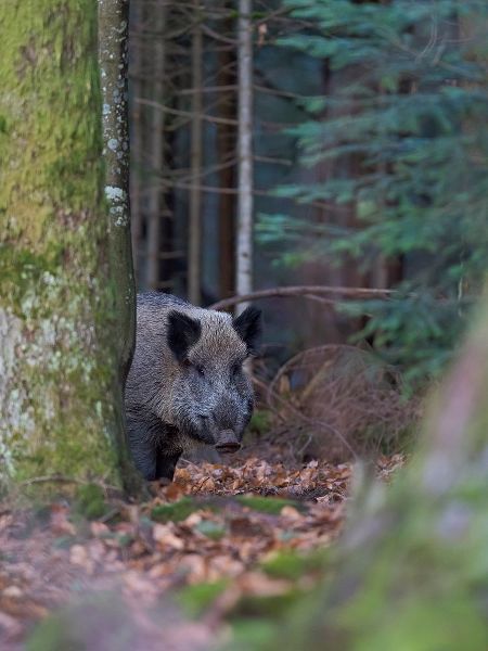 Wild boar during winter in high forest Bavarian Forest National Park Germany-Bavaria